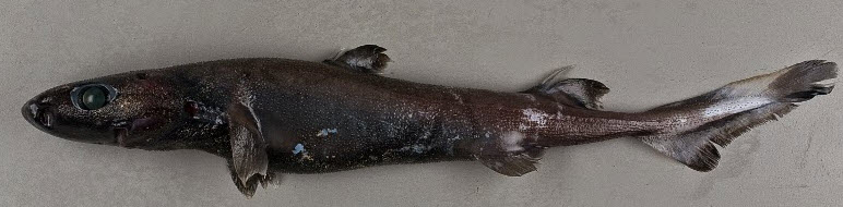 Etmopterus princeps_05.jpg